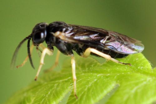 Réf. 314 277 : Aneugmenus temporalis