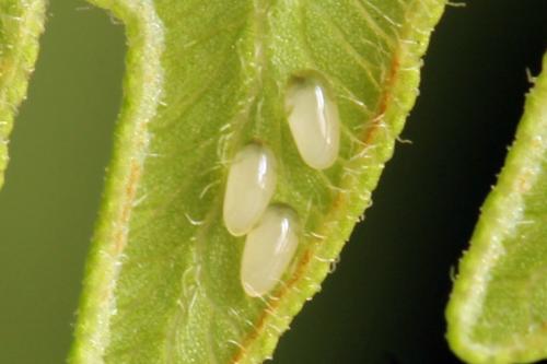 Réf. 314 279 : Aneugmenus temporalis