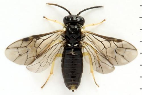 Réf. 314 282 : Aneugmenus temporalis
