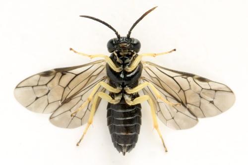 Aneugmenus temporalis