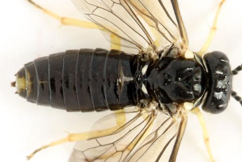 Réf. 314 284 : Aneugmenus temporalis