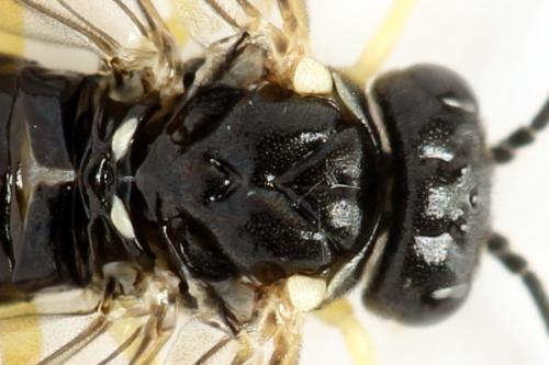 Aneugmenus temporalis