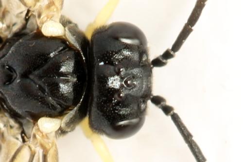 Réf. 314 286 : Aneugmenus temporalis