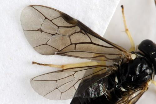 Réf. 314 288 : Aneugmenus temporalis