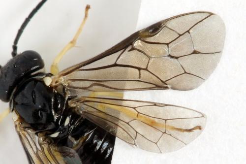 Aneugmenus temporalis