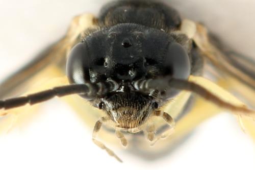Réf. 314 290 : Aneugmenus temporalis