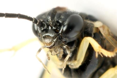 Réf. 314 291 : Aneugmenus temporalis