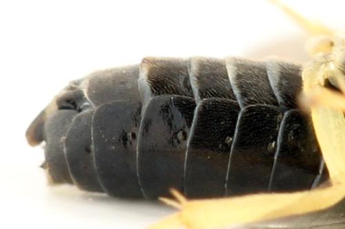 Réf. 314 292 : Aneugmenus temporalis