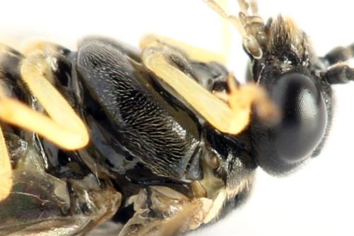 Réf. 314 293 : Aneugmenus temporalis