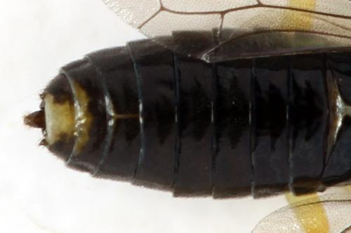 Aneugmenus temporalis