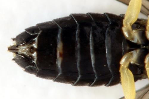 Réf. 314 296 : Aneugmenus temporalis