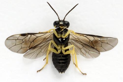 Aneugmenus coronatus