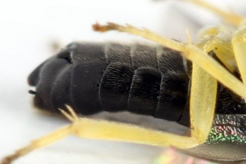 Aneugmenus coronatus