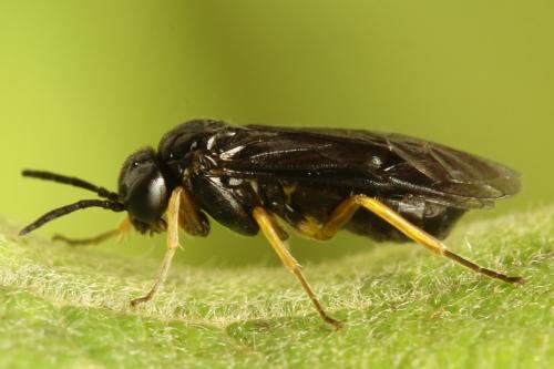 Réf. 314 764 : Dulophanes morio
