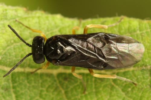Réf. 314 765 : Dulophanes morio