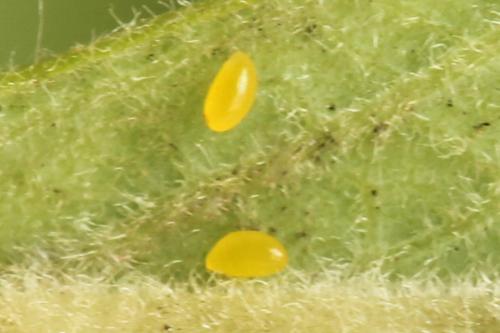Dulophanes morio