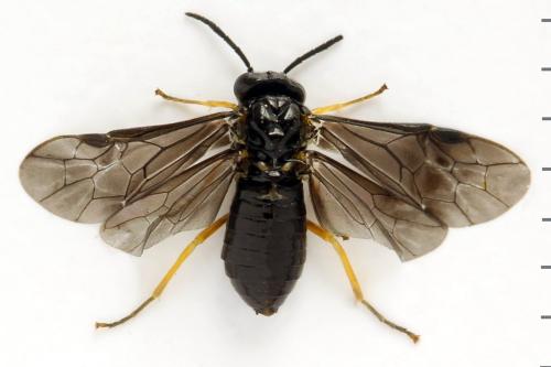 Dulophanes morio