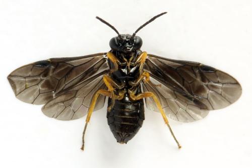 Dulophanes morio