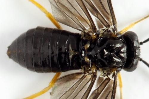 Dulophanes morio