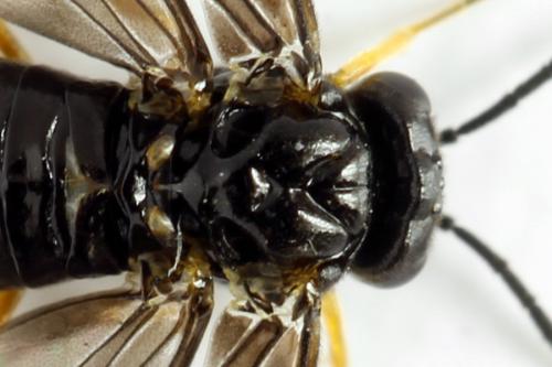Dulophanes morio