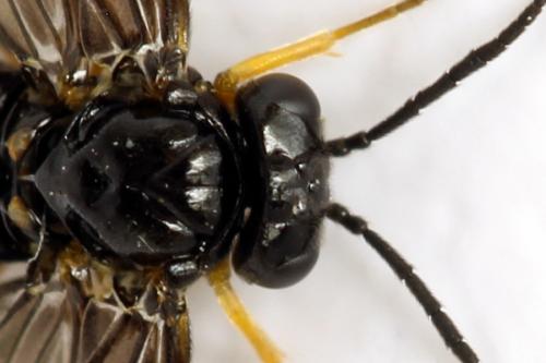 Dulophanes morio