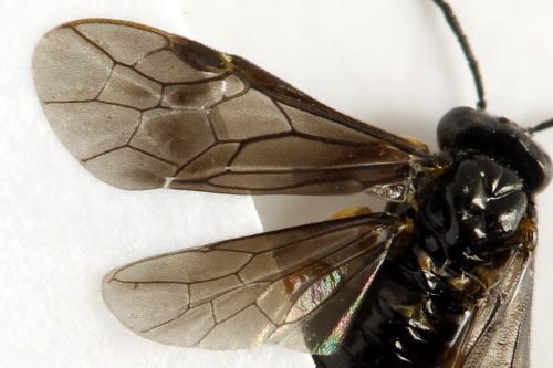 Dulophanes morio