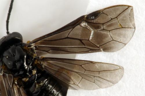 Réf. 314 784 : Dulophanes morio