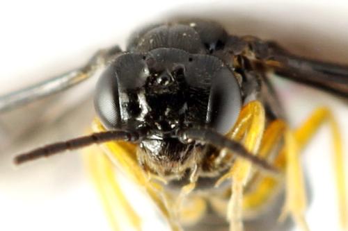 Réf. 314 785 : Dulophanes morio