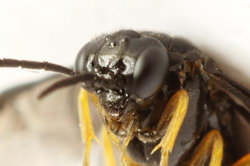 Dulophanes morio