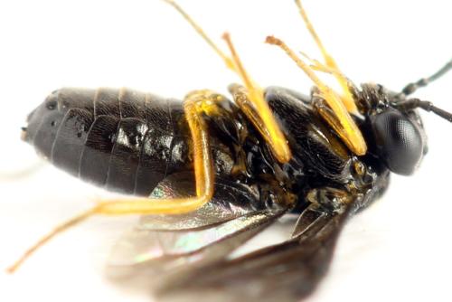 Réf. 314 788 : Dulophanes morio