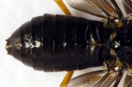 Dulophanes morio
