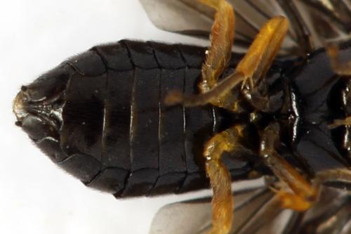 Dulophanes morio