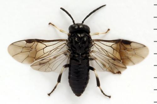 Réf. 314 798 : Caliroa tremulae