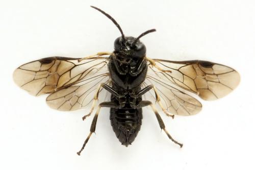 Caliroa tremulae
