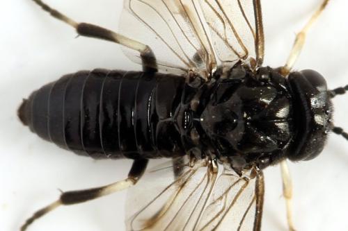 Caliroa tremulae
