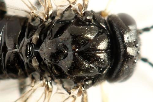 Caliroa tremulae