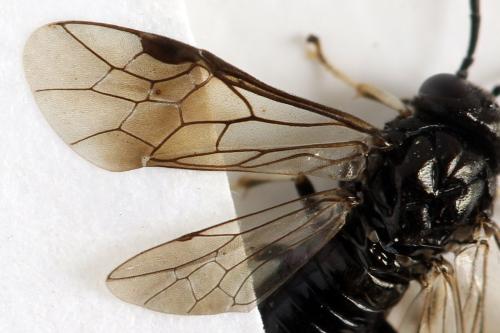 Caliroa tremulae