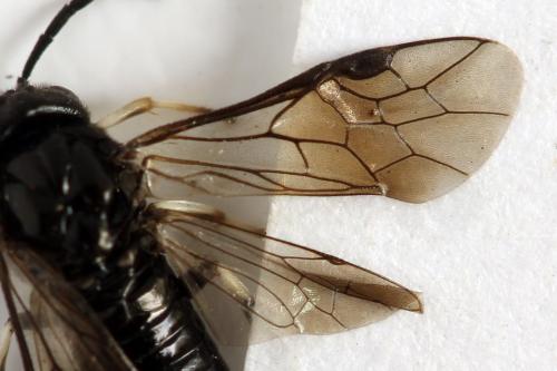 Caliroa tremulae