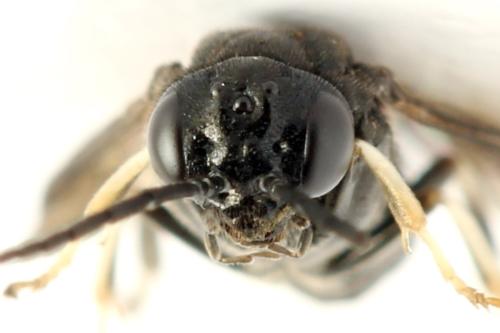 Caliroa tremulae
