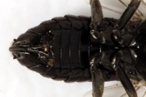 Caliroa tremulae