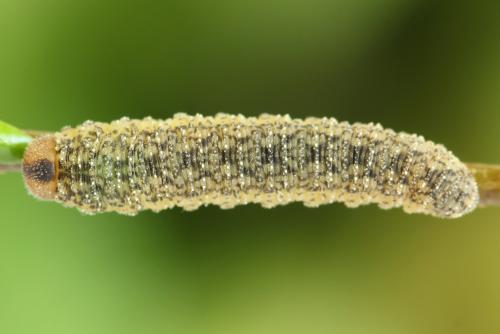 Réf. 314 082 : Rhogogaster scalaris