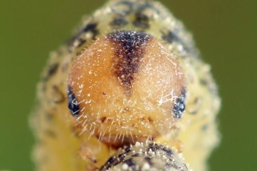 Réf. 314 083 : Rhogogaster scalaris