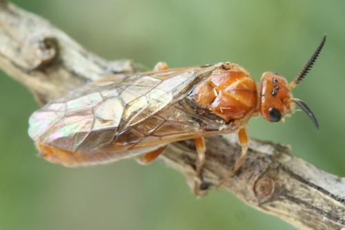 Réf. 314 251 : Neodiprion sertifer