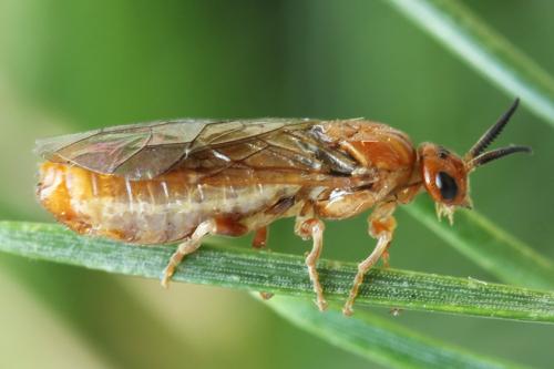 Réf. 314 252 : Neodiprion sertifer