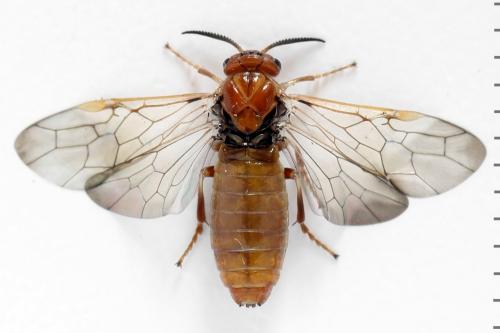 Réf. 314 253 : Neodiprion sertifer