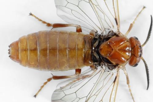 Réf. 314 255 : Neodiprion sertifer