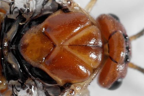 Réf. 314 256 : Neodiprion sertifer