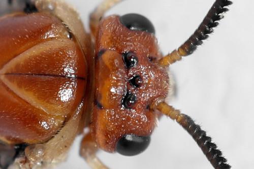 Réf. 314 257 : Neodiprion sertifer