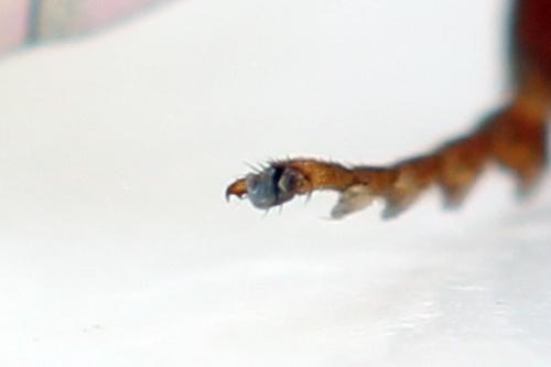 Réf. 314 258 : Neodiprion sertifer