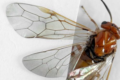 Réf. 314 259 : Neodiprion sertifer